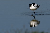 TEXEL HOLLANDE 17-05-26 02695   Photos ACG 2017