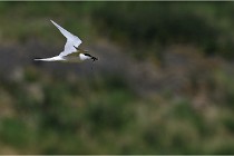 TEXEL HOLLANDE 17-05-26 02762   Photos ACG 2017
