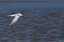 TEXEL HOLLANDE 17-05-26 02788   Photos ACG 2017