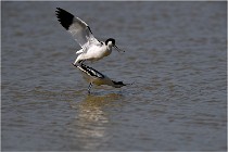 TEXEL HOLLANDE 17-05-26 02900   Photos ACG 2017
