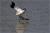 TEXEL HOLLANDE 17-05-26 02902   Photos ACG 2017