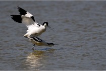 TEXEL HOLLANDE 17-05-26 02903   Photos ACG 2017