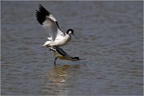 TEXEL HOLLANDE 17-05-26 02906   Photos ACG 2017