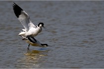 TEXEL HOLLANDE 17-05-26 02909   Photos ACG 2017