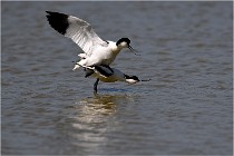 TEXEL HOLLANDE 17-05-26 02911   Photos ACG 2017