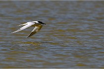 TEXEL HOLLANDE 17-05-26 02921   Photos ACG 2017