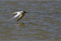 TEXEL HOLLANDE 17-05-26 02922   Photos ACG 2017