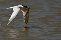 TEXEL HOLLANDE 17-05-26 02929   Photos ACG 2017