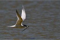 TEXEL HOLLANDE 17-05-26 02932   Photos ACG 2017