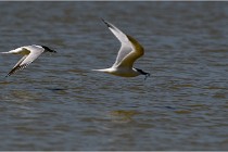 TEXEL HOLLANDE 17-05-26 02988   Photos ACG 2017