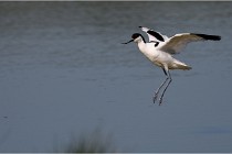TEXEL HOLLANDE 17-05-26 07547   Photos ACG 2017