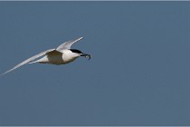 TEXEL HOLLANDE 17-05-26 07551   Photos ACG 2017
