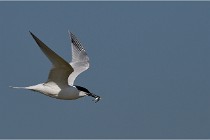 TEXEL HOLLANDE 17-05-26 07556   Photos ACG 2017
