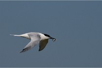 TEXEL HOLLANDE 17-05-26 07557   Photos ACG 2017