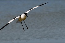 TEXEL HOLLANDE 17-05-26 07632  01  Photos ACG 2017