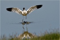 TEXEL HOLLANDE 17-05-26 07640   Photos ACG 2017