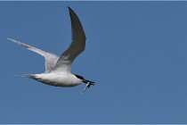 TEXEL HOLLANDE 17-05-26 07725   Photos ACG 2017