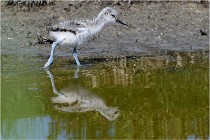TEXEL HOLLANDE 17-05-26 07870   Photos ACG 2017