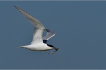 TEXEL HOLLANDE 17-05-26 07883  01  Photos ACG 2017