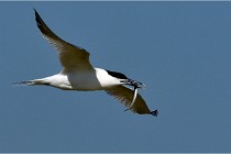TEXEL HOLLANDE 17-05-26 07884   Photos ACG 2017