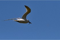 TEXEL HOLLANDE 17-05-26 08126   Photos ACG 2017