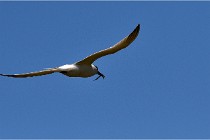 TEXEL HOLLANDE 17-05-26 08127   Photos ACG 2017