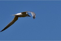 TEXEL HOLLANDE 17-05-26 08128   Photos ACG 2017