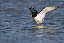 TEXEL HOLLANDE 17-05-27 03148   Photos ACG 2017