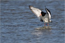 TEXEL HOLLANDE 17-05-27 03149   Photos ACG 2017