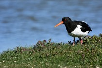 TEXEL HOLLANDE 17-05-27 03157   Photos ACG 2017