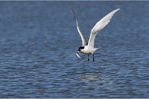 TEXEL HOLLANDE 17-05-27 03208   Photos ACG 2017
