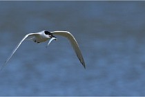 TEXEL HOLLANDE 17-05-27 03220  01  Photos ACG 2017