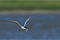 TEXEL HOLLANDE 17-05-27 03221   Photos ACG 2017