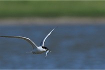 TEXEL HOLLANDE 17-05-27 03221  01  Photos ACG 2017