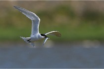 TEXEL HOLLANDE 17-05-27 03236  01  Photos ACG 2017