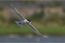 TEXEL HOLLANDE 17-05-27 03237   Photos ACG 2017