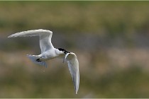 TEXEL HOLLANDE 17-05-27 03238  01  Photos ACG 2017