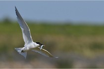 TEXEL HOLLANDE 17-05-27 03239   Photos ACG 2017