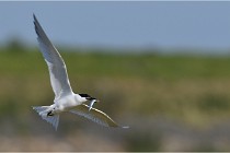 TEXEL HOLLANDE 17-05-27 03239  01  Photos ACG 2017