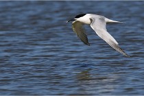 TEXEL HOLLANDE 17-05-27 03251   Photos ACG 2017