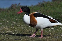 TEXEL HOLLANDE 17-05-27 03258   Photos ACG 2017