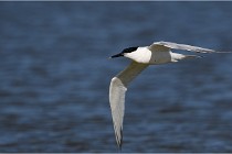 TEXEL HOLLANDE 17-05-27 03261   Photos ACG 2017