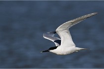 TEXEL HOLLANDE 17-05-27 03263   Photos ACG 2017