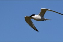 TEXEL HOLLANDE 17-05-27 03267   Photos ACG 2017