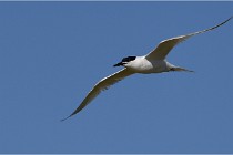 TEXEL HOLLANDE 17-05-27 03269   Photos ACG 2017