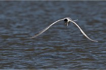 TEXEL HOLLANDE 17-05-27 03270   Photos ACG 2017