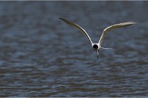 TEXEL HOLLANDE 17-05-27 03271   Photos ACG 2017