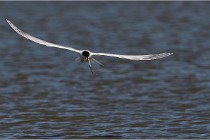 TEXEL HOLLANDE 17-05-27 03272   Photos ACG 2017