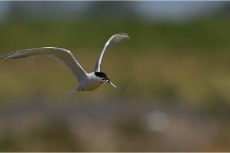 TEXEL HOLLANDE 17-05-27 03273   Photos ACG 2017