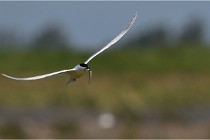 TEXEL HOLLANDE 17-05-27 03274  01  Photos ACG 2017